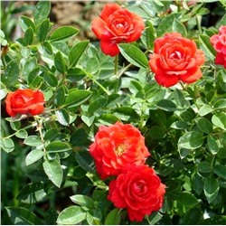 Роза Джинжер миниатюрная (Сербия Империя роз)