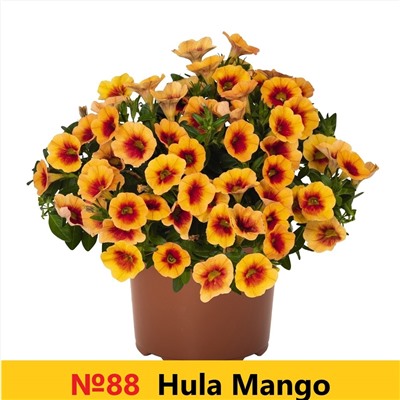 88 Калибрахоа Hula Mango