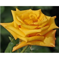 Роза Конго жёлтая чайно-гибридная (Золотая сотка Алтая)