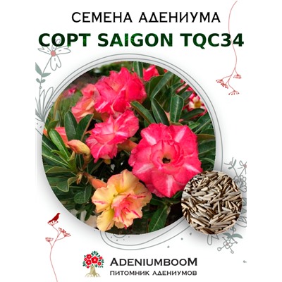 Адениум Тучный от SAIGON ADENIUM, TQC34