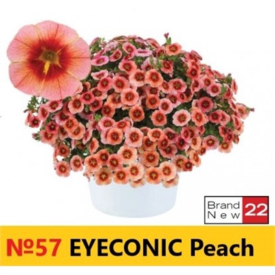 57 Калибрахоа Eyeconic Peach