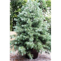 Сосна гималайская  (Pinus wallichiana) 4 шт.
