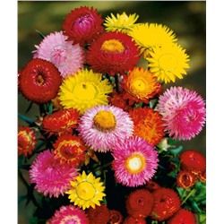 Бессмертник прицветниковый- микс 3 цветов (около 300 семян).