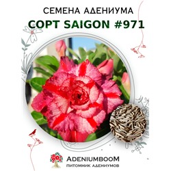 Адениум Тучный от SAIGON ADENIUM № 971  (2 сем)