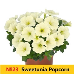 23 Петуния Sweetunia Popcorn