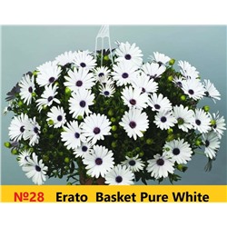 28 ОСТЕОСПЕРМУМ Erato Basket Pure White