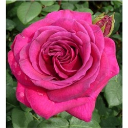Роза Дивайн чайно-гибридная (Сербия Империя роз)