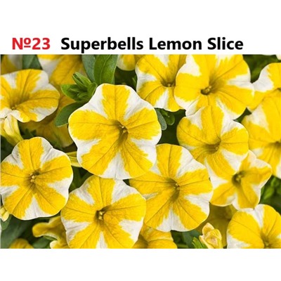 23 Калибрахоа Superbells Lemon Slice