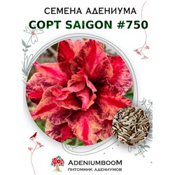 Адениум Тучный от SAIGON ADENIUM № 750   (2 сем)