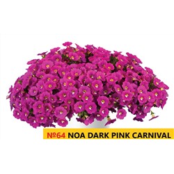 64 Калибрахоа Noa Dark Pink Carnival