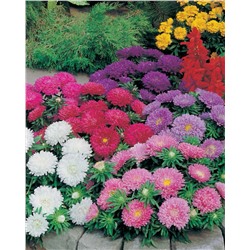 Астра китайская "Цветной ковер"-микс 3 цветов (около 200 семян).