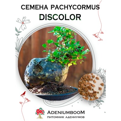 PACHYCORMUS DISCOLOR (Пахикормус Дисколор)