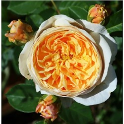 Роза Тизинг Джорджия английская кустовая (Татарстан Розариум)