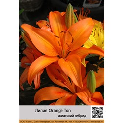 Лилия Orange Ton