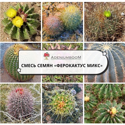 FEROCACTUS MIX (Ферокактус МИКС)