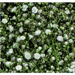 Гипсофила махровая "Snowflake" (около 300 семян).