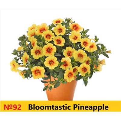 92 Калибрахоа Bloomtastic Pineapple