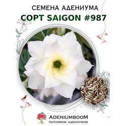 Адениум Тучный от SAIGON ADENIUM № 987  (2 сем)