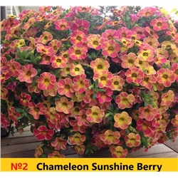 2 Калибрахоа Chameleon Sunshine Berry