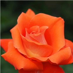Роза Лаура чайно-гибридная (Сербия Империя роз)