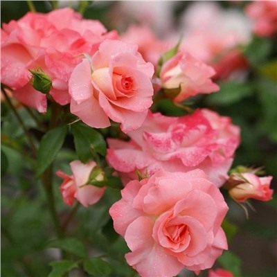 Роза Балерина флорибунда (Сербия Империя роз)