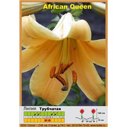 Лилия African Queen