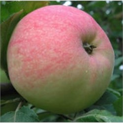 крупноплодная яблоня Мелба