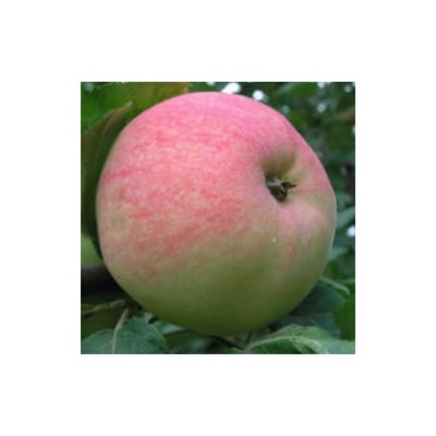 крупноплодная яблоня Мелба