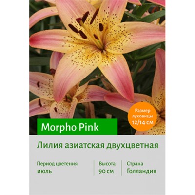 Лилия Morpho Pink