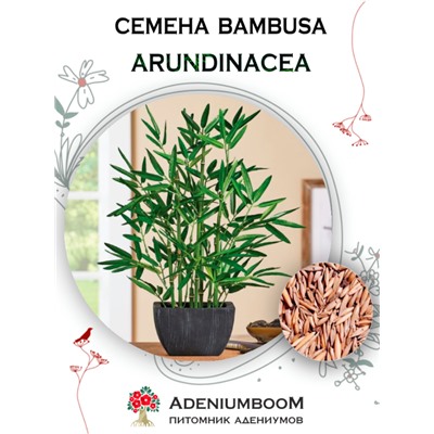 BAMBUSA ARUNDINACEA (Бамбук Обыкновенный)