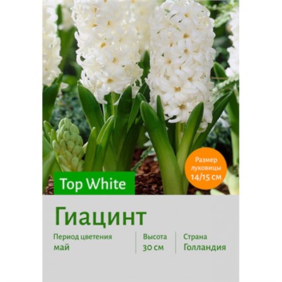 Гиацинт Top White