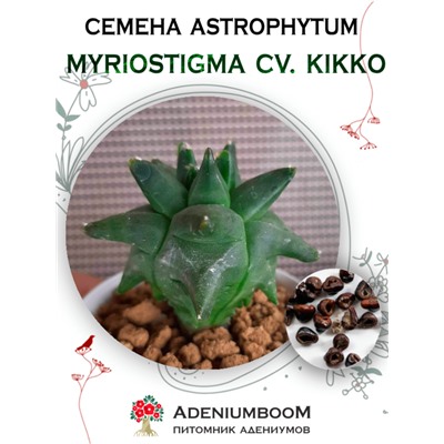 ASTROPHYTUM MYRIOSTIGMA CV. KIKKO (Астрофитум Многорыльцевый Кикко)