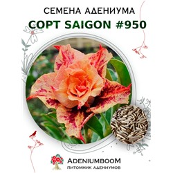 Адениум Тучный от SAIGON ADENIUM № 950   (2 сем)
