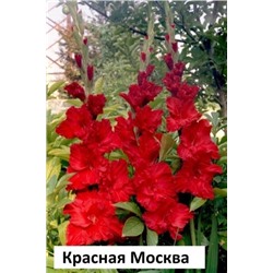 Гладиолус Красная Москва (Код: 65667)