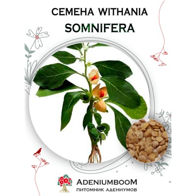 WITHANIA SOMNIFERA (Витания Снотворная)