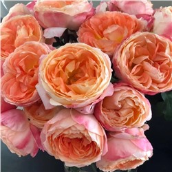 Роза Принцесса Айко японская-флорибунда (Золотая сотка Алтая)