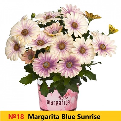 18 ОСТЕОСПЕРМУМ Margarita Blue Sunrise