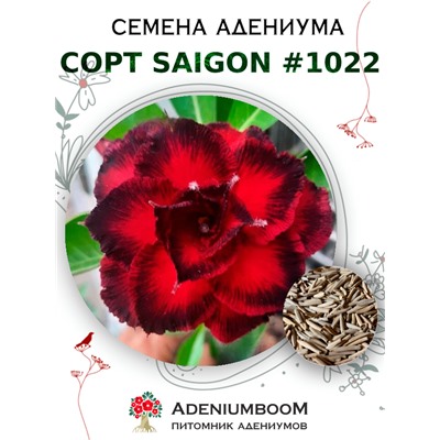 Адениум Тучный от SAIGON ADENIUM № 1022