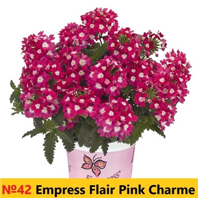 42 Вербена Empress Flair Pink Charme