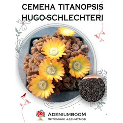 TITANOPSIS HUGO-SCHLECHTERI (Титанопсис Хьюго-Шлехтери)