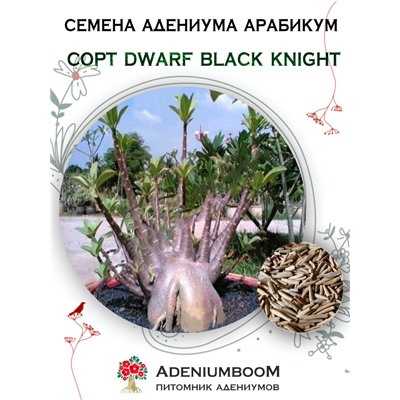 Адениум Арабикум DWARF BLACK KNIGHT