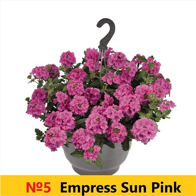 5 Вербена Empress Sun Pink
