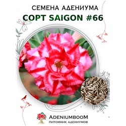 Адениум Тучный от SAIGON ADENIUM № 66   (2 сем)
