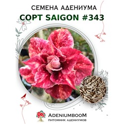 Адениум Тучный от SAIGON ADENIUM № 343   (2 сем)