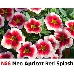 6 Калибрахоа Neo Apricot Red Splash