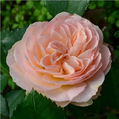 Роза Фондант флорибунда (Сербия Империя роз)