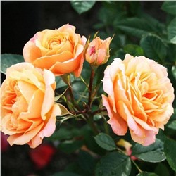 Роза Клементина миниатюрная (Золотая сотка Алтая)