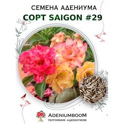 Адениум Тучный от SAIGON ADENIUM № 29   (2 сем)