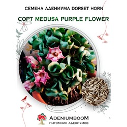 Адениум DORSET HORN 95-100% MEDUSA PURPLE FLOWER (10-20%)