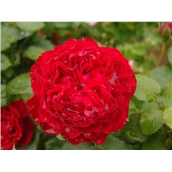 Роза Травиата чайно-гибридная (Золотая сотка Алтая)